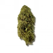 Fleur MCPN