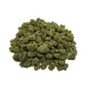 Fleurs de cannabis CBD séchées, variété Berry NL-1 à 10% de CBD, en gros plan
