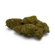 amnesia CBD