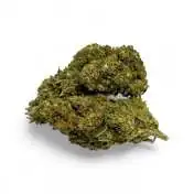 Déstockage Fleur de CBD Harlequin Indoor - Quantité Limitée