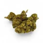 Bourgeons de CBD Strawberry Haze, verts et denses, sur fond blanc, vue rapprochée