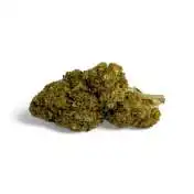 Gros plan sur des fleurs de CBD Strawberry Haze, bourgeons verts denses sur fond blanc