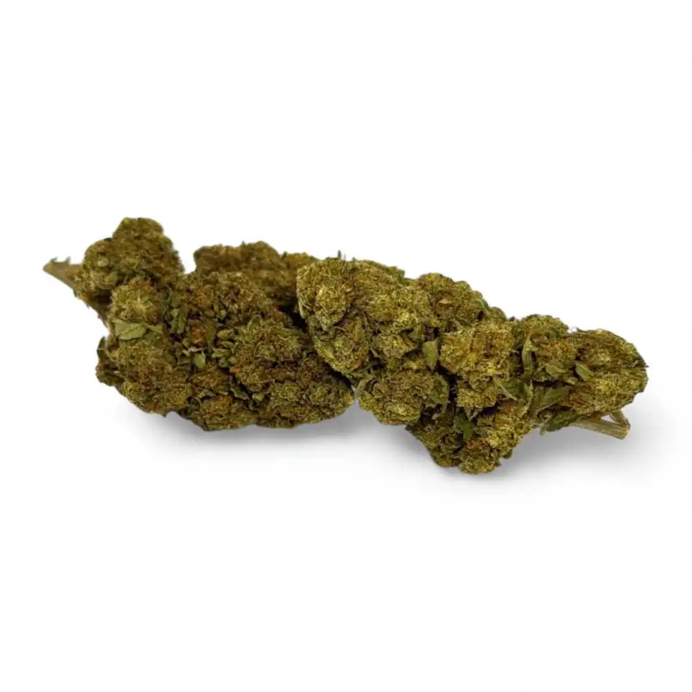 Fleur de CBD Strawberry Haze Greenhouse, gros plan sur un bourgeon vert dense et compact