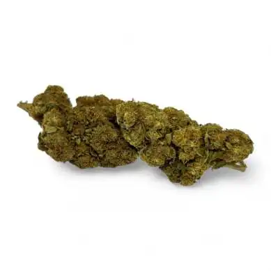 Fleur de CBD Strawberry Haze Greenhouse, gros plan sur un bourgeon vert dense et compact
