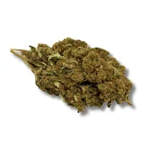 Fleur de CBD Lemon Haze, gros plan sur un bourgeon vert et duveteux aux reflets dorés