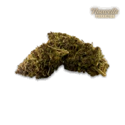 Saphire Hybride Indoor