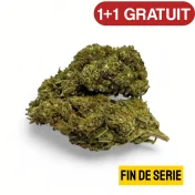 Déstockage Fleur de CBD Harlequin Indoor - Quantité Limitée