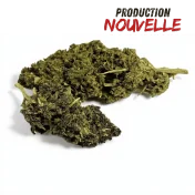 Fleur CBD Saphire Hybride