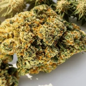 Fleur CBD Juicy Fruit - Indoor