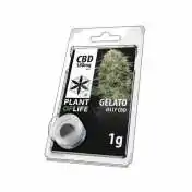 JELLY AU CBD 180mg GELATO 1g