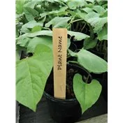 Étiquettes pour plantes en bois de 10 cm
