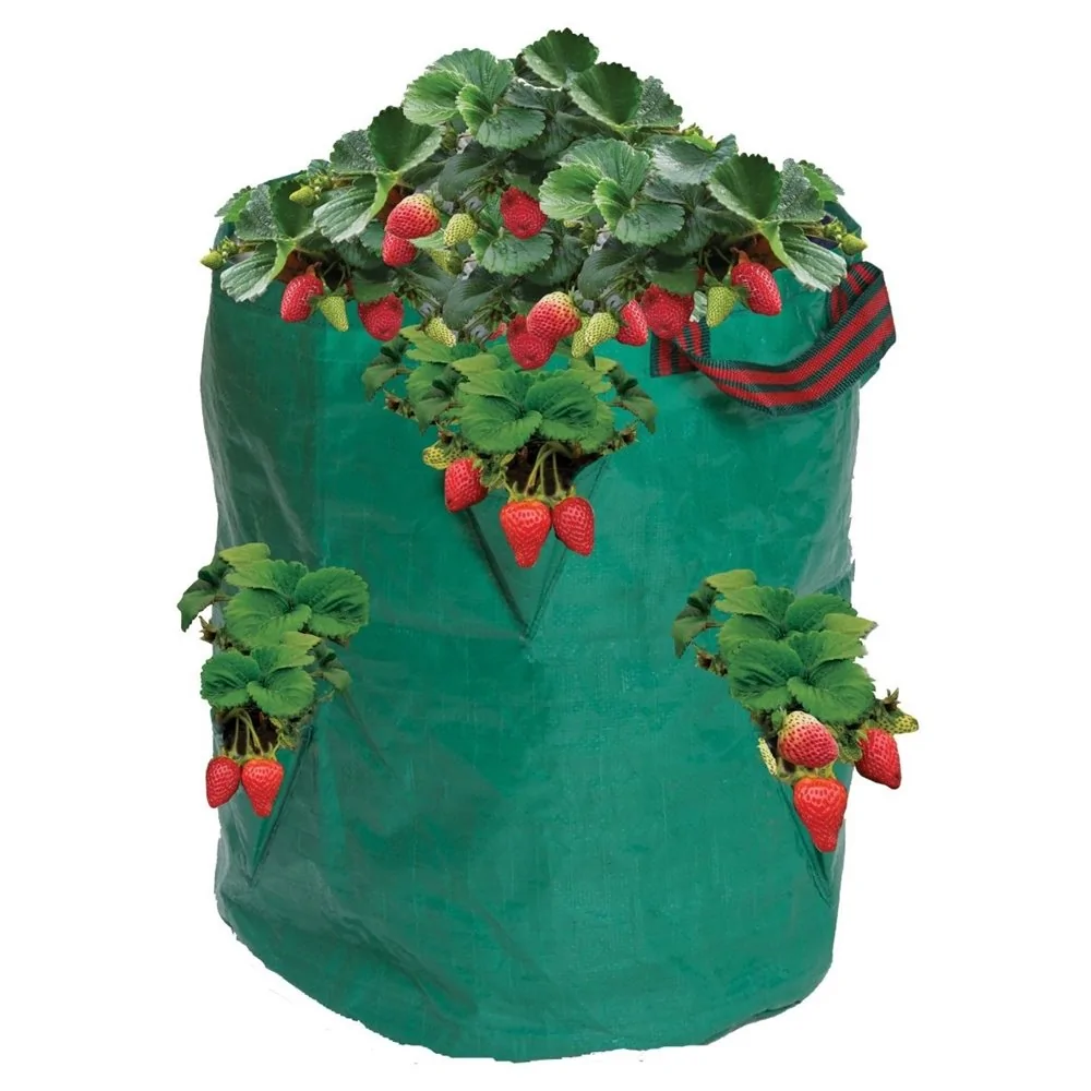 Sac de fraises/herbes