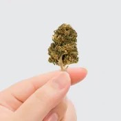 cbd natural weed