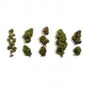 Pack découverte de 5 variété CBD 10gr