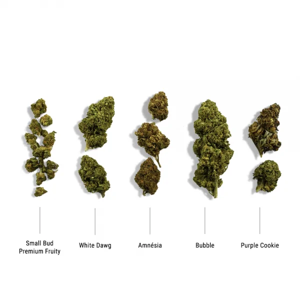 Pack découverte de 5 variété CBD 10gr