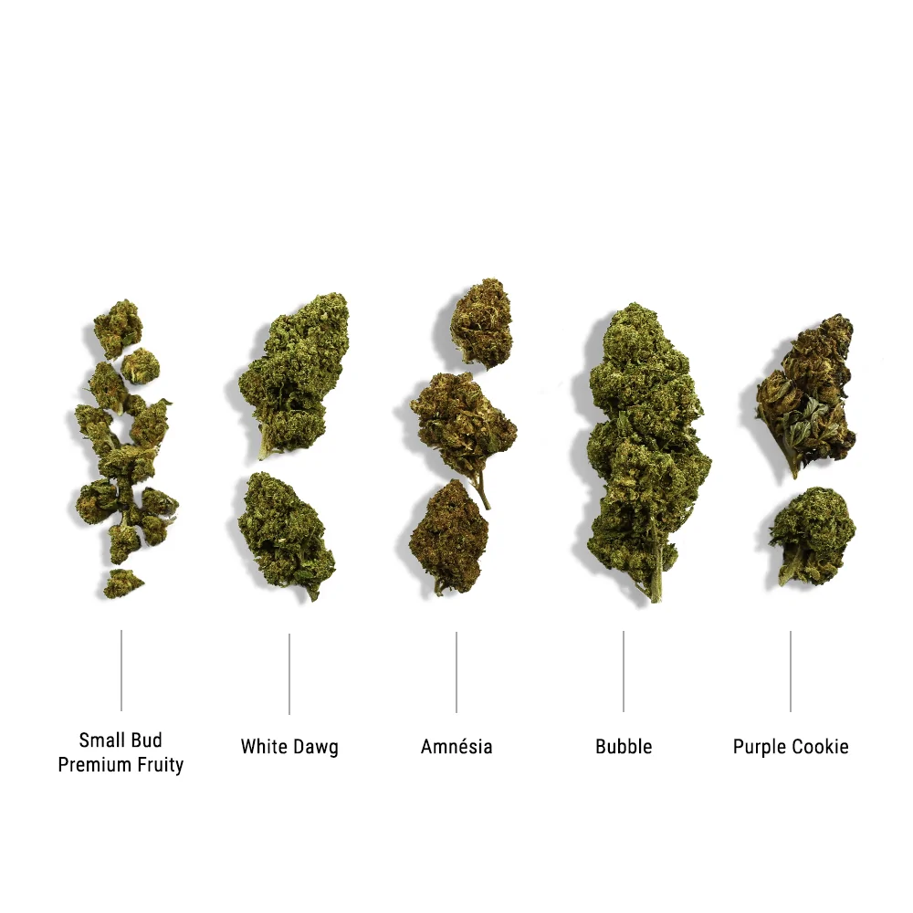 Pack découverte de 5 variété CBD 10gr