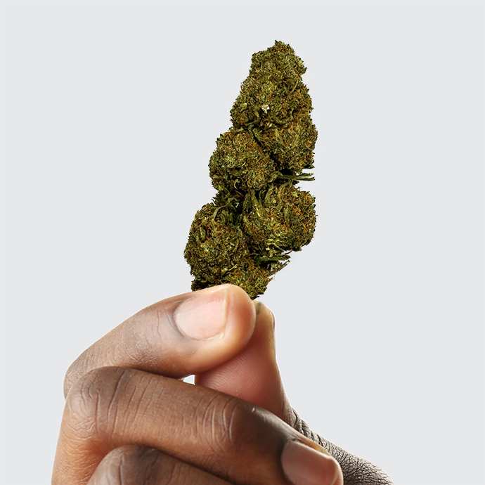 Fleur de CBD - BLUEBERRY