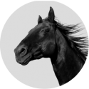 CBD pour cheval