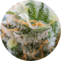 FLEUR DE CBD LÉGALE