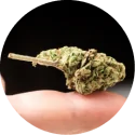 Small bud CBD