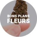 🛒 Fleurs CBD en promotion