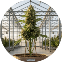 Fleurs CBD GREENHOUSE