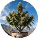 Fleurs CBD Boostées