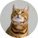CBD ANIMAUX | SOULAGER LES MAUX DU CHAT & DU CHIEN