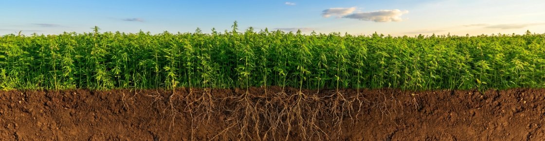 Champ de chanvre écologique avec système racinaire profond pour la phytoremédiation des sols