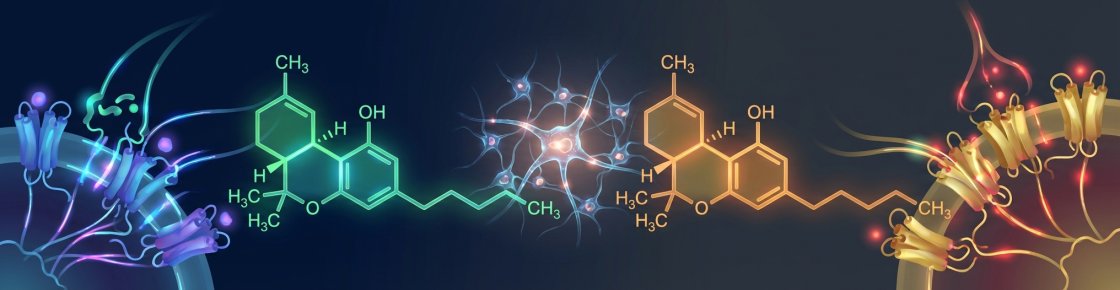 Système endocannabinoïde et interaction CBD THC avec les récepteurs CB1 et CB2