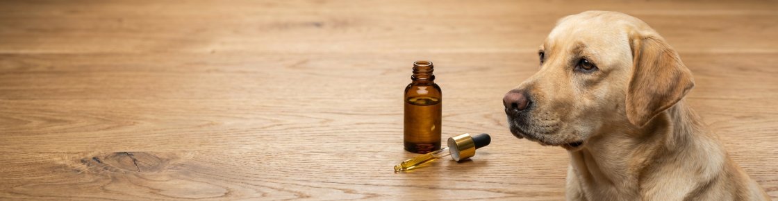 Pipette d'huile CBD et flacon en verre ambré pour le dosage CBD chien
