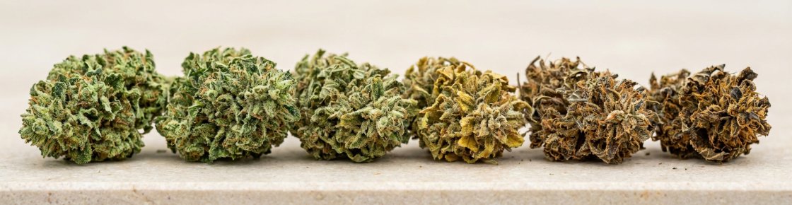 Fleurs de CBD montrant les signes de dégradation progressive, du vert au brun