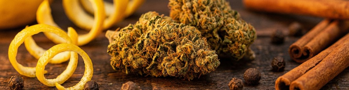 Arômes et terpènes de la fleur Haze CBD, agrumes et épices sur fond sombre