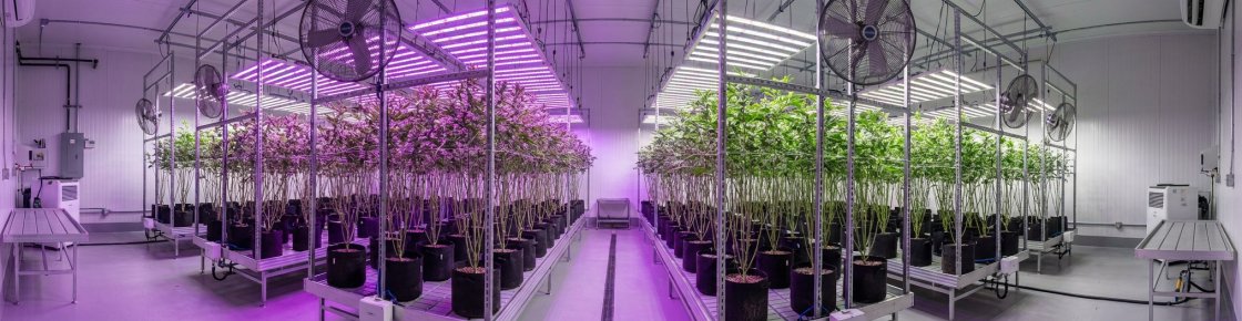 Culture indoor de plants de Haze CBD sous lampes LED, growroom professionnel