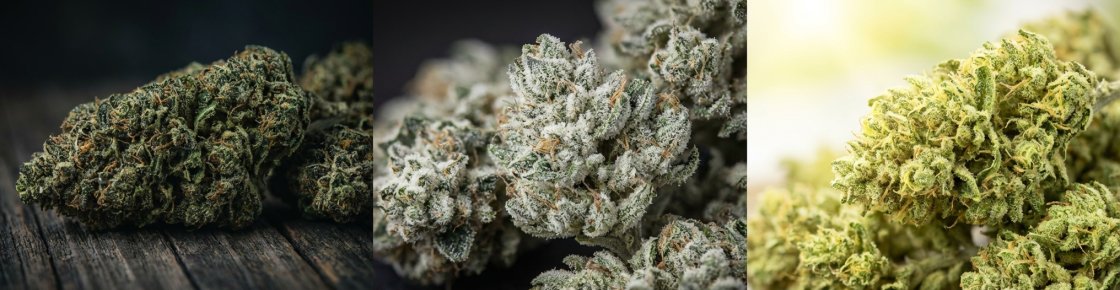 Variétés emblématiques Kush White Widow et Haze en macro photographie — différence indica sativa
