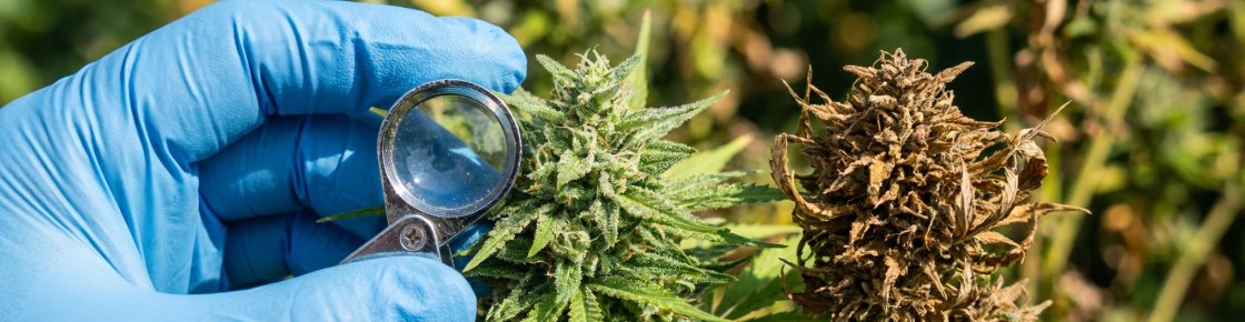Vérification qualité fleur CBD : trichomes brillants sur fleur verte vs fleur brune dégradée