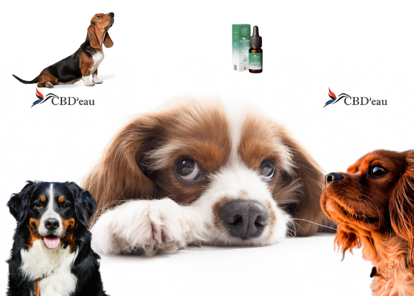 cbd chien