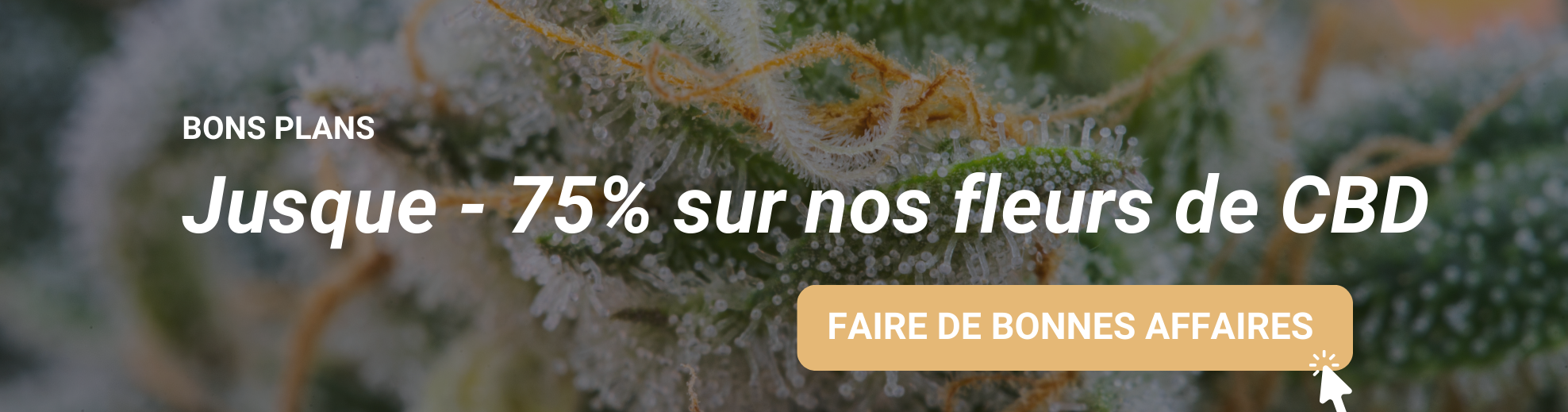 BONS PLANS FLEURS DE CBD