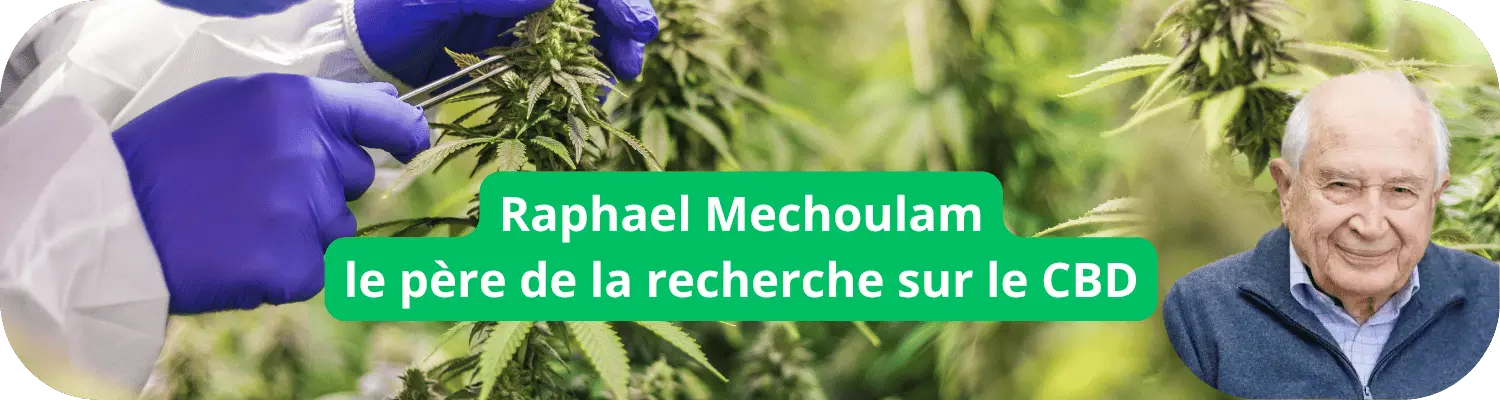 Raphael Mechoulam : le père de la recherche sur le CBD
