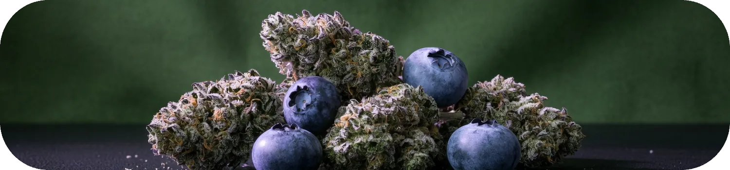 Fleurs de CBD Blue Dream et myrtilles, arôme fruité Fleurs de CBD Blue Dream et myrtilles, arôme fruité