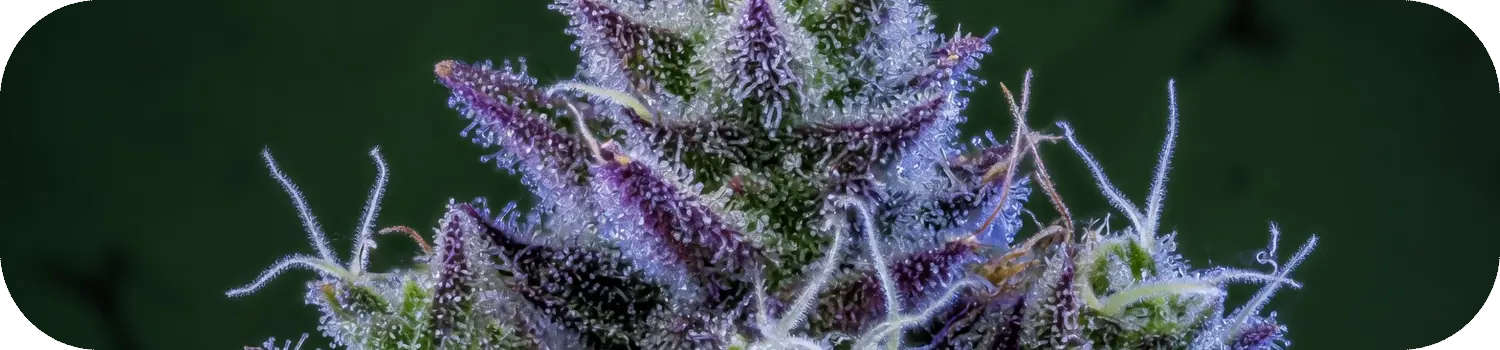 Trichomes givrés d une fleur Blue Dream aux reflets violets Trichomes givrés d une fleur Blue Dream aux reflets violets