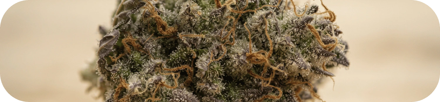 Fleur CBD bio