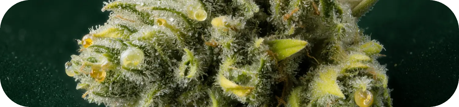 Gros plan d'une fleur de CBD aux trichomes givrés Gros plan d'une fleur de CBD aux trichomes givrés