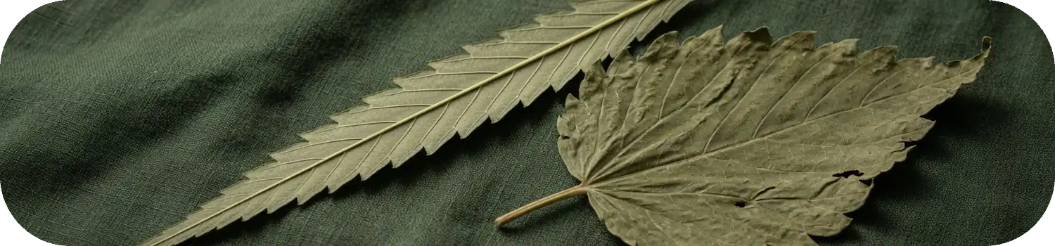 Deux feuilles de chanvre : une étroite, une plus large, sur lin vert Deux feuilles de chanvre : une étroite, une plus large, sur lin vert