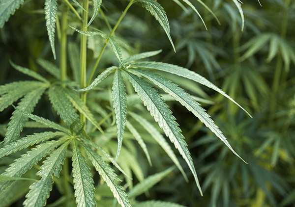 Modes de Culture du CBD