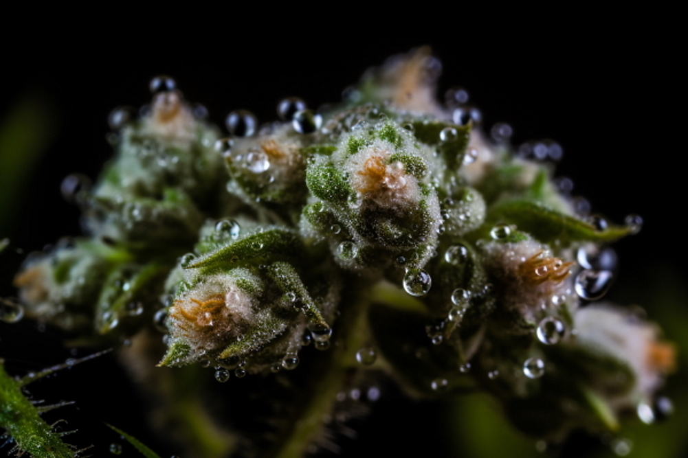 trichomes