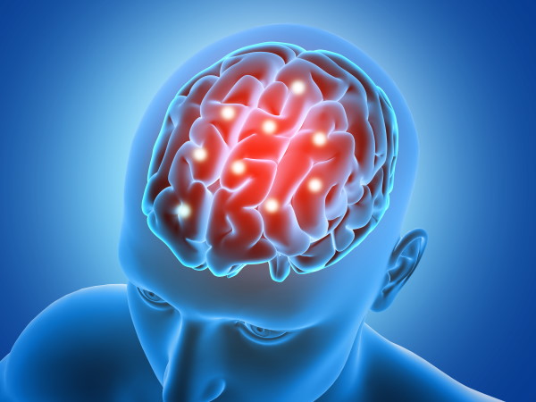 cerveau humain cerveau humain