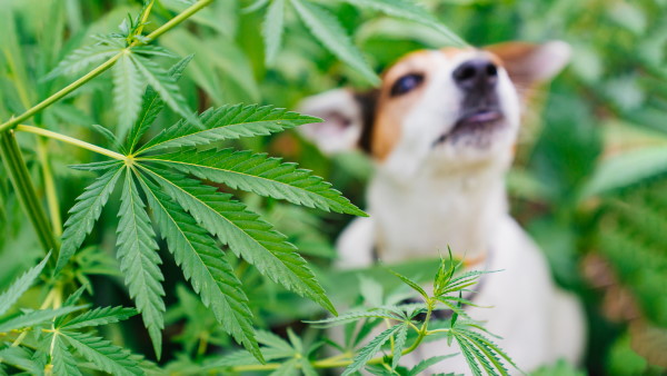 chien cbd chien cbd
