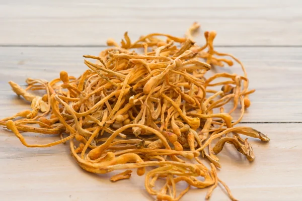 cordyceps