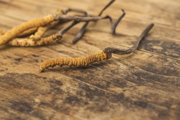 cordyceps prix